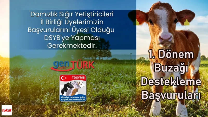 Buzağı Desteği Başvuruları Başladı! Kaçırmayın!