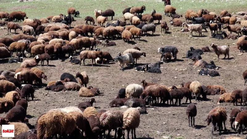100'lercesi Yola Çıktı Tokat'ın Serin Klimalı Yaylasına Akın Başladı Serengeti Göçünü Aratmadı