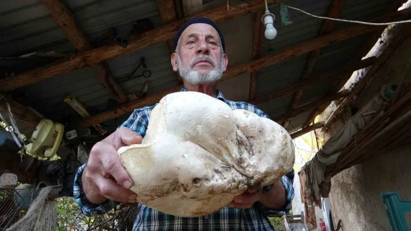 3 kiloluk dev mantar bulundu