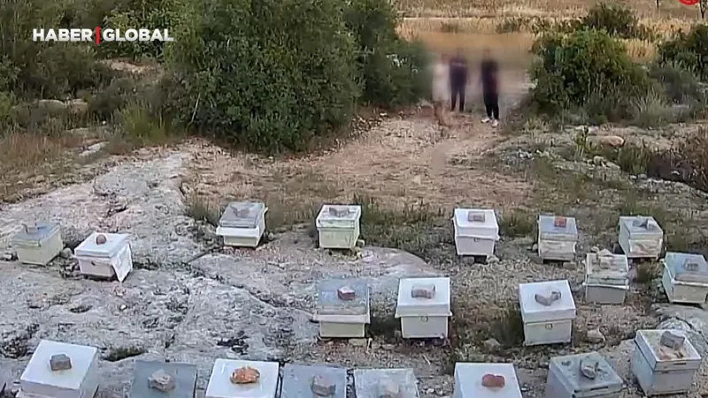 Arılara Taş Atan Saldırganlar Kamerada! Mersin'de Şok Eden Görüntüler