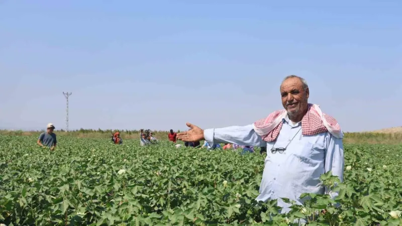 Hatay'da 45 Derecede Pamuk Tarlası Kabusu! İşçiler Ne Kadar Kazanıyor?