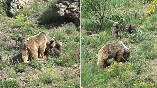 Anne ayı ve 3 yavrusu yiyecek ararken görüntülendi