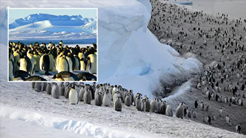 Antarktika'nın bir bölgesindeki imparator penguen nüfusu 15 yılda yüzde 22 azaldı