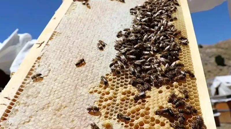 Arılar en fazla kaybı kış sonunda yaşıyor