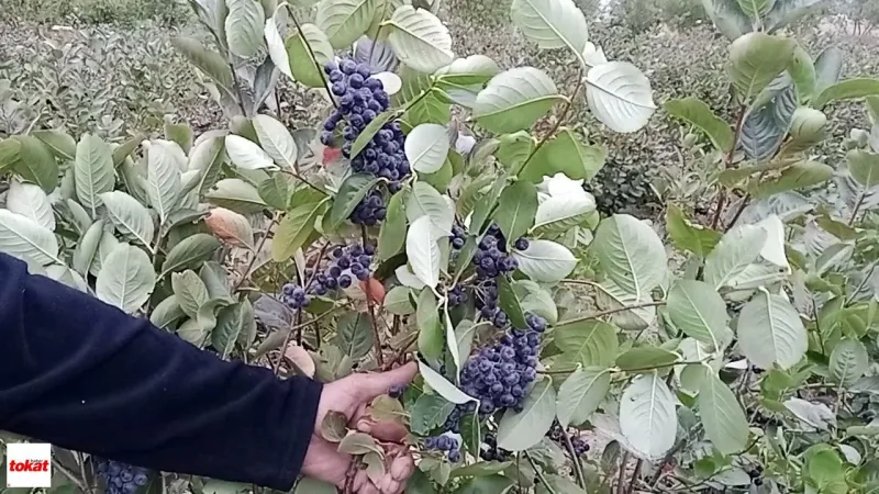 Aronya Nedir? Şifa Deposu “Süper Meyve”