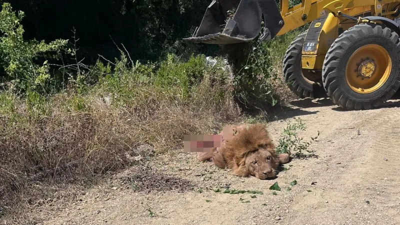 Aslan Saldırısıyla İlgili Resmi Açıklama!