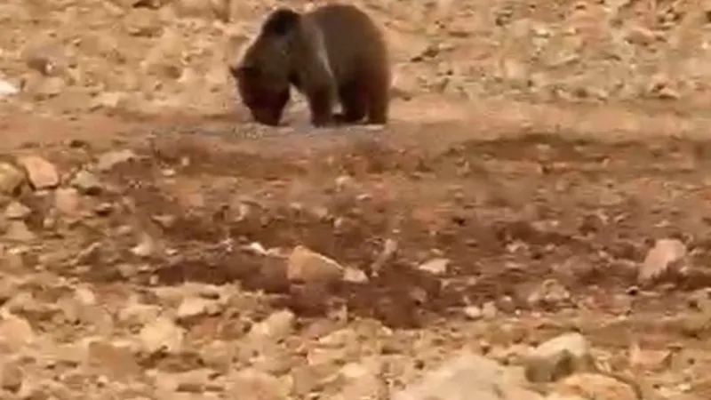 Ayıya ’hamsi’ ziyafeti verdiler