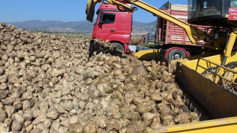 Tokat'ta Şeker Pancarı Hasadı Başladı! Rekor Bereket Mi Geliyor?