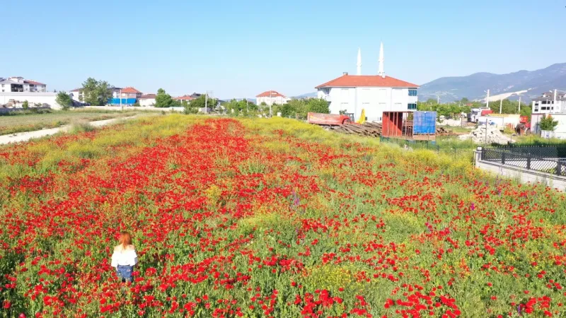 Bolu'da açan gelincikler güzel görüntü oluşturdu
