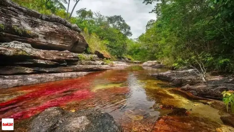 Cano Cristales Dünyanın En Renkli Nehri Olarak Bilinir? Neden