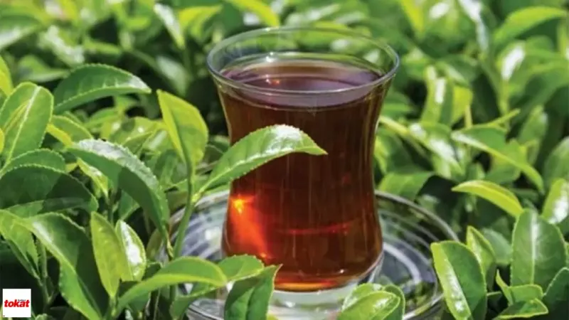 Çay Sevenlere Kötü Haber ÇAYKUR’dan Çaya %7,5 Zam