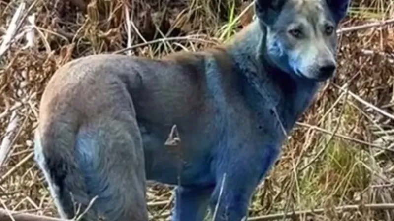 Çernobil’de “Mavi Köpekler” Görüldü! Bilim İnsanları Şaşkına Döndü