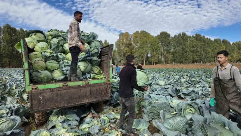 Erciş Lahanası Hasadı Başladı! Dev Lahanalar Kapış Kapış