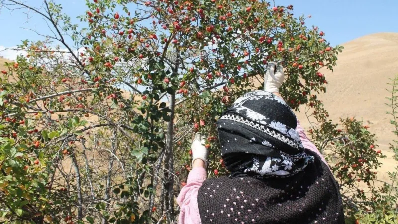 Kuşburnu Hasadı Başladı! Dağların Kırmızı Hazinesi Şifa Dağıtıyor