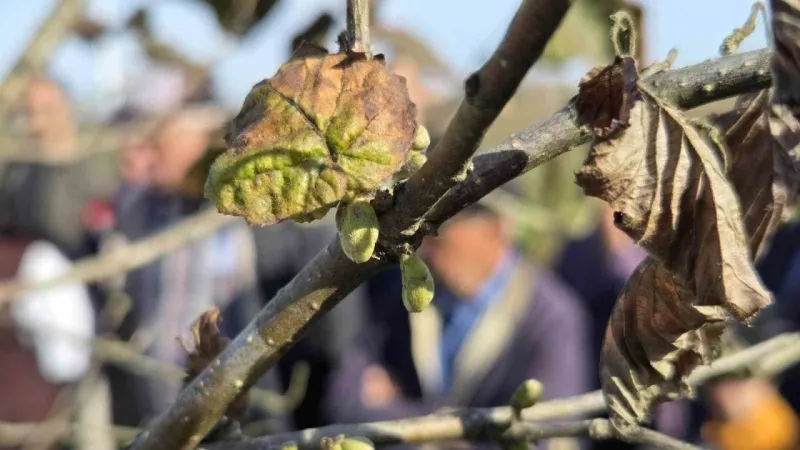 Fındıkta Doğru Budama Mucizesi! 10 Dönüme Bedel Verim