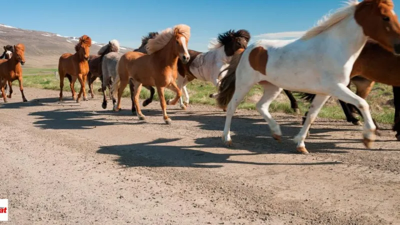 Dünyanın En İzole Coğrafyasında Yaşıyorlar Bin Yıldır Buradalar En Safkan Irk Olarak Biliniyorlar Eşi Benzeri Yok