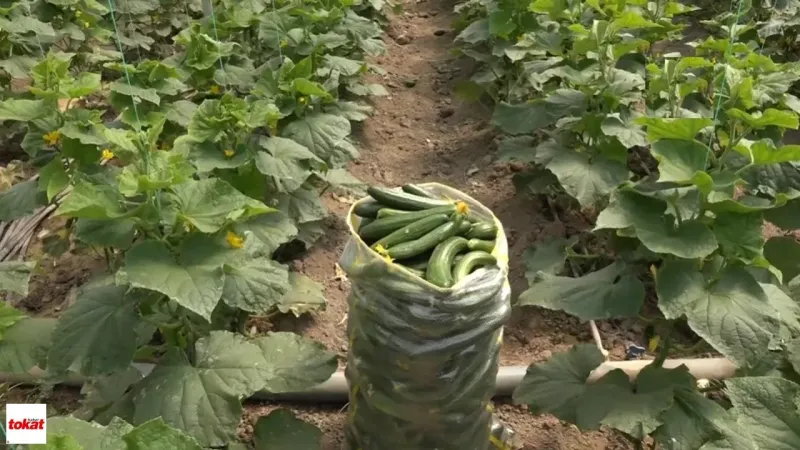 Ekimi Kolay Verimi Yüksek Fiyatları Bir Kere Eken 40 Kere Hasat Ediyor Paraya Para Demiyor