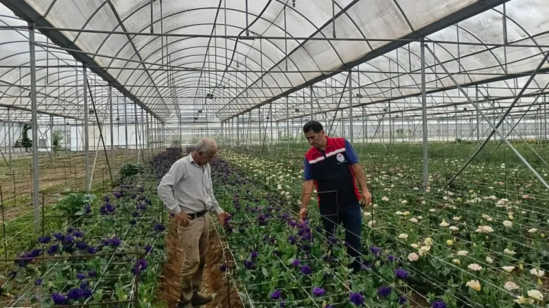 Erbaa’da Kesme Çiçek Üretimi 580 Dekara Ulaştı