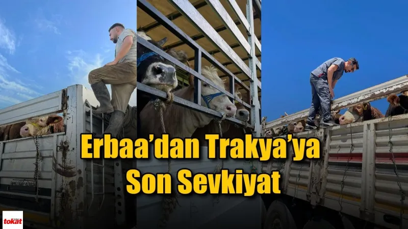 Erbaa’dan Trakya’ya Son Kurbanlık Sevkiyatı Gerçekleşti!