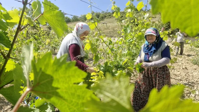Erbaa’nın Altın Yaprağı Ekonomiyi Şaha Kaldırdı: 2 Milyar Liralık Dev Getiri Bekleniyor