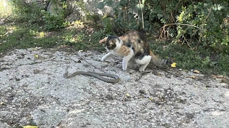 Fare değil yılan avladı: Kedi yılanı pati darbeleriyle öldürdü