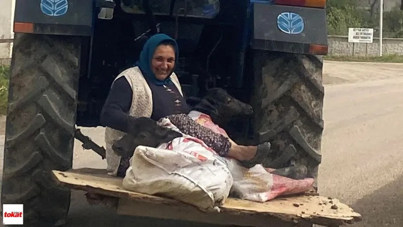 Tokat'ta İkiz Malak Sürprizi! Traktörde Görüntülendi, Sosyal Medya Sallandı!