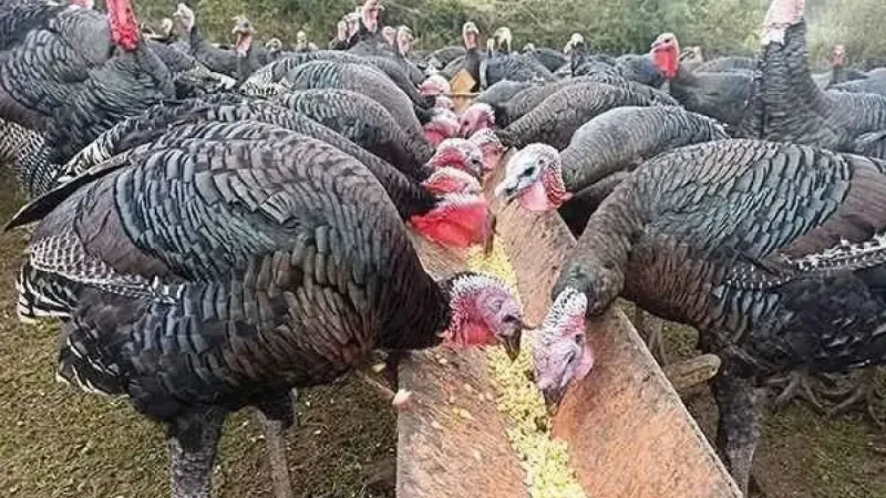 Hindi Nereden Geldi? Şok Eden Kökeni ve İsim Yanılgısı!