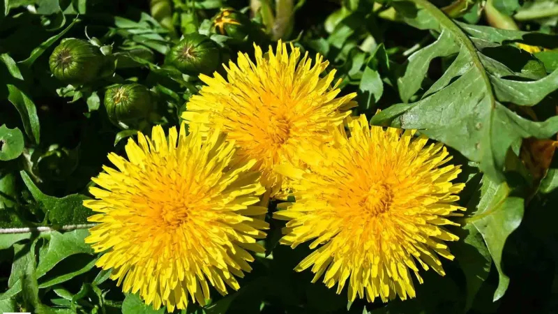 Kanser Hücrelerini Sadece 48 Saatte Yok Ediyor Kemoterapiden 100 Kat Daha Etkili Her Yerde Yetişiyor Değeri Bilinmiyor