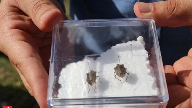 Kokarca İstilası! 300 Bitki Türü Tehlikede! Fındık Alarmda!