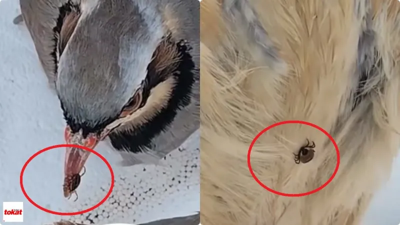 Keklik Kene Yer mi? Tokat'tan Şok Deney! Gerçek Ortaya Çıktı