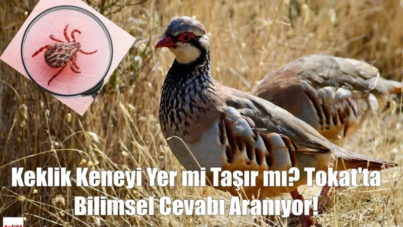 Keklik Kene Yer mi Taşır mı? Tokat'tan Şok Eden Bilimsel Cevap!