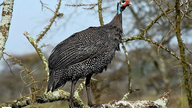 Keneleri Radar Gibi Takip Ediyor Bulduğu Yerde Kökünü Kazıyor Uzak Doğunun Gizli Müttefiki Tokat'a Umut Olacak