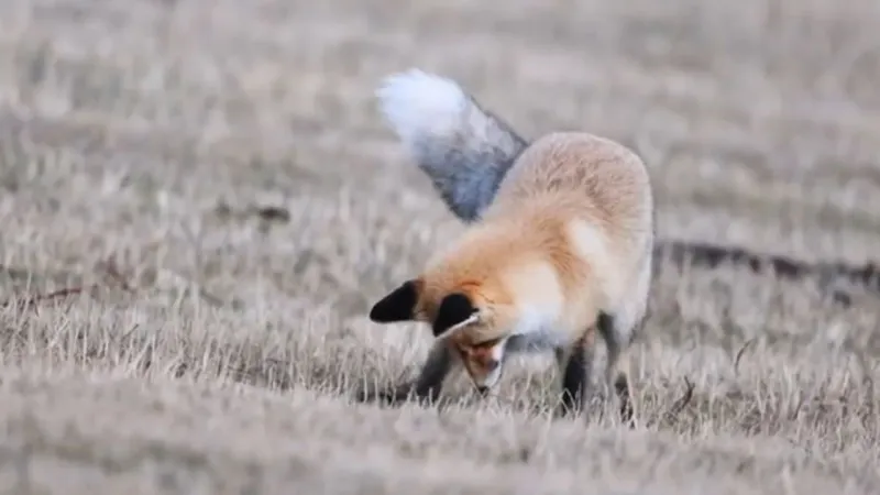 Kızıl Tilkinin Şaşırtan Avı: Fareyi Nasıl Yakaladı?