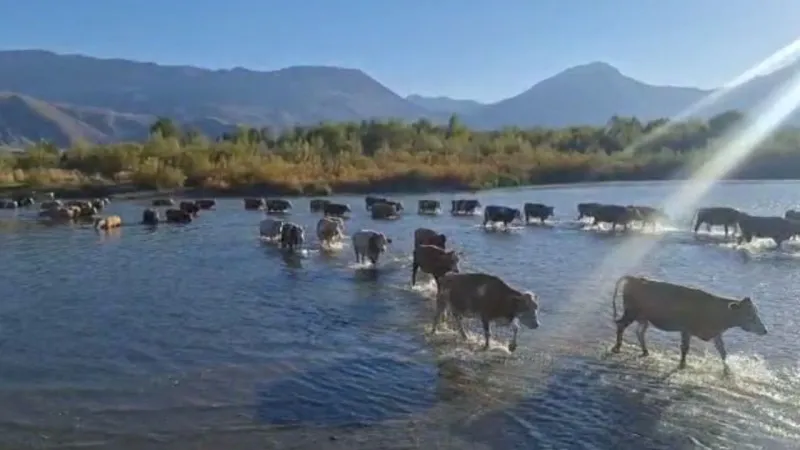 Kuraklık Karasu Nehri’ni Kuruttu: Büyükbaşlar Nehri Yürüyerek Geçti