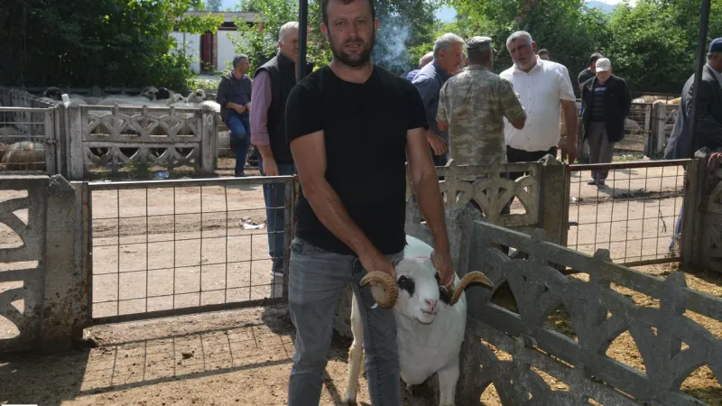 Kurban Pazarında Niksar Farkı: Akif Gevşek'in Koyunları, Kalitesiyle Öne Çıkıyor