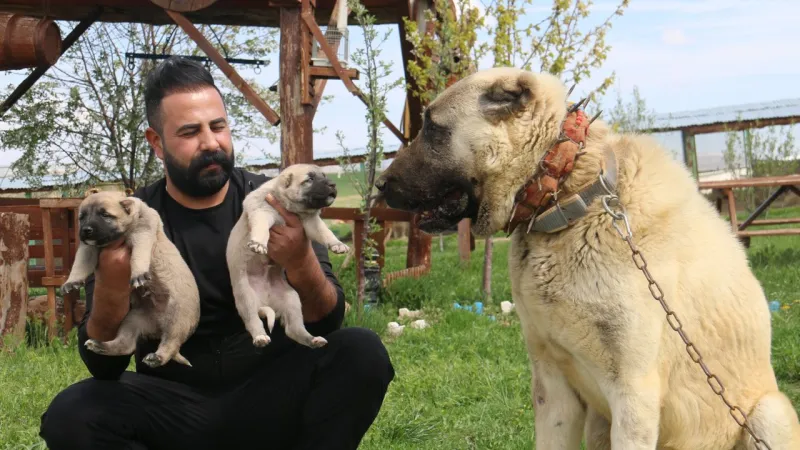 Kurt popülasyonundaki artış, Kangal köpeğine talebi patlattı!
