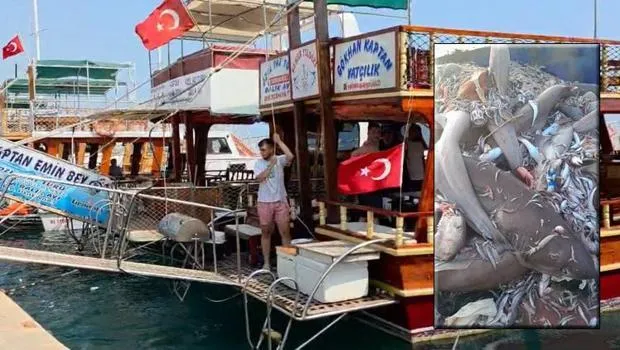 Mersin'de 8 köpek balığı görülmüştü! Turizmcilerden tepki: Mümkün değil