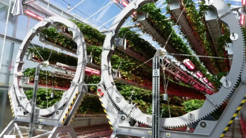 Ne Toprak Ne Güneş! Tarımda Yeni Çağ Başlıyor Dyson Robotlarla Çilek Üretiyor