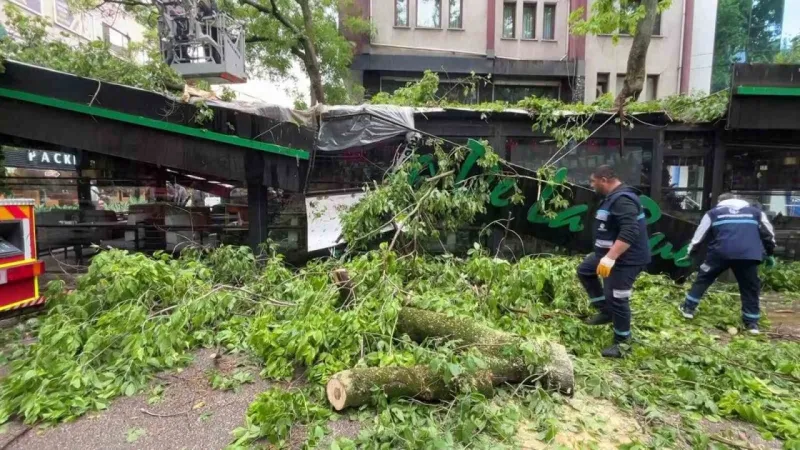 150 Yıllık Çınar Devrildi: Fırtınada Facia Teğet Geçti!