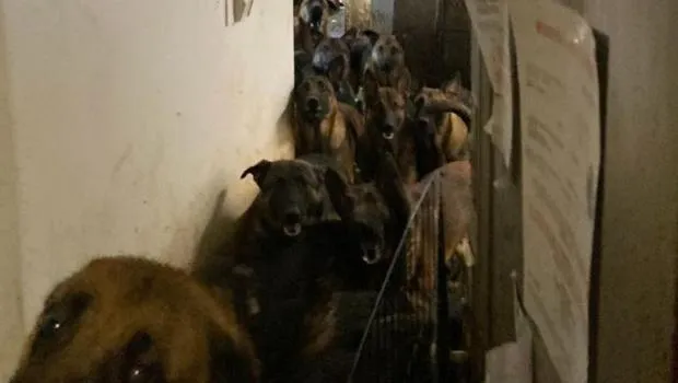 ABD'de Şok! Daireden 48 Köpek Çıktı! Bu Nasıl Bir Zulüm?