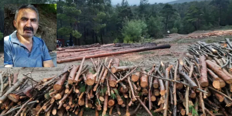 Ağaç Kesimi Faciası: Bolu'da Korkunç Ölüm!