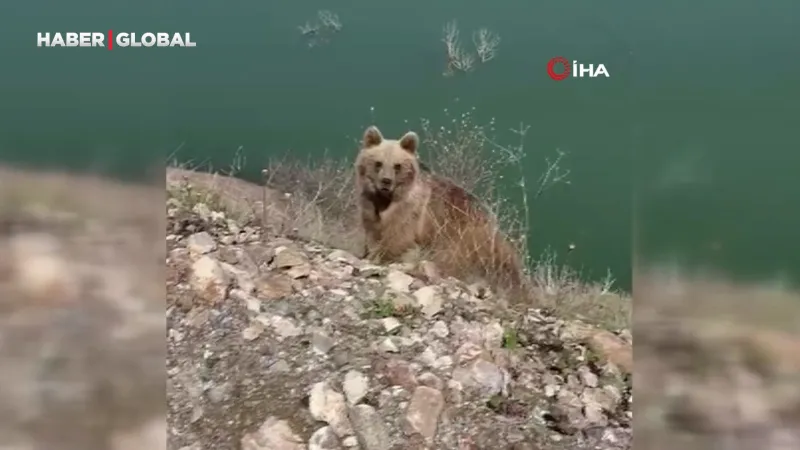 Ayıya 'Koca Oğlan' Dedi, Az Kalsın Canından Oluyordu!