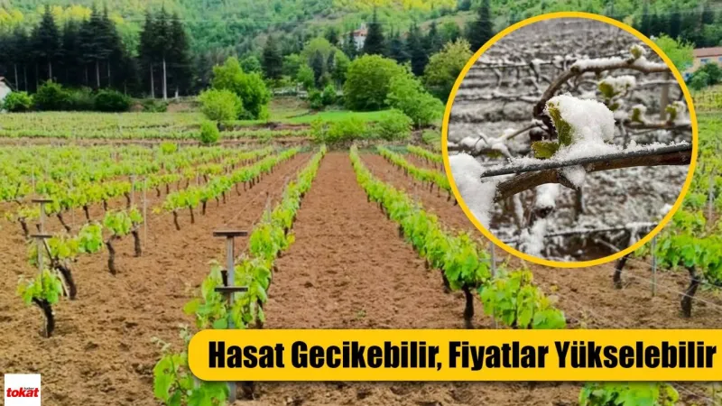 Erbaa Yaprağı Alarm Veriyor! Don Felaketi Üretimi Vurdu!