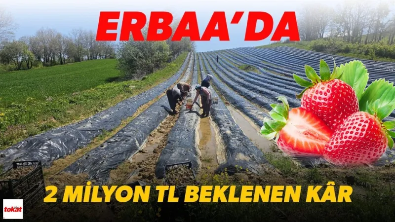 Erbaa'da Çilek Sevinci: Köylüye 2 Milyon TL Gelir!