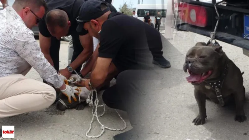 Pitbull Dehşeti! AVM'de Kadına Saldırdı, Ortalık Karıştı!