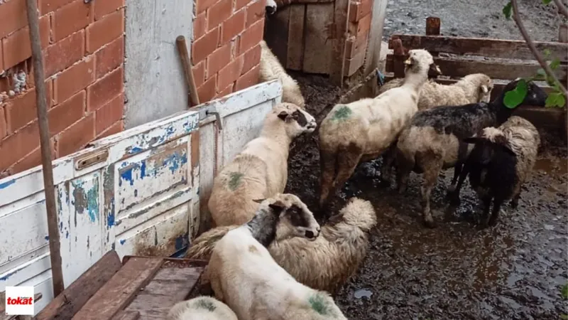 Tokat'ta Devletten 240 Bin TL Hibe! Hayaller Gerçek Oldu