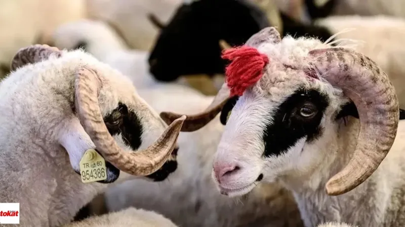 Kurbanlık Fiyatları Tokat'ta Uçacak Mı? İşte Tahmini Rakamlar!