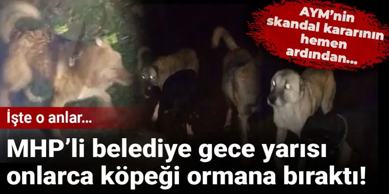 MHP'li Belediyeden Skandal! Köpekleri Ormana Mı Attılar?