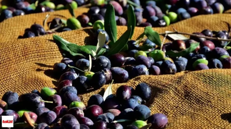 Tokat'ta Zeytin Devrimi! Kelkit Vadisi'nde Siyah Altın Çağı Başlıyor