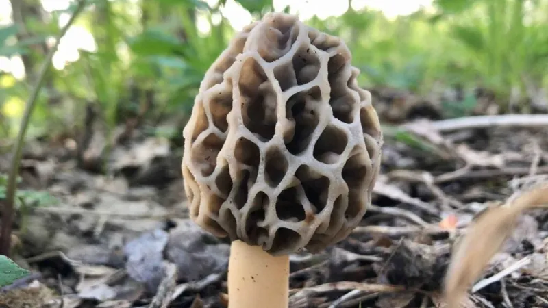 Tokat Ormanlarında Kuzugöbeği Hazinesi! Bulan Zengin Oluyor